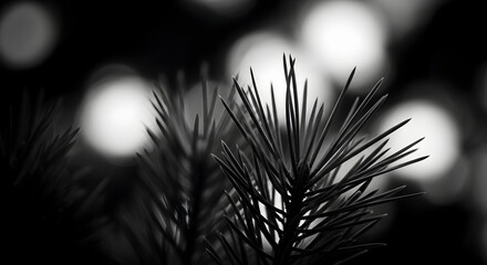 Monochrome Magic: Evergreen Needles Bathed in Dreamy Bokeh Light Display