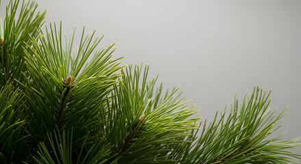 Close-up of Evergreen Pine Needles with a Soft Grey Background providing Copy Space