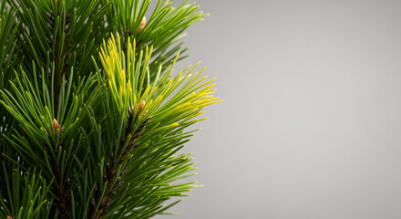 Close-up of fresh green pine needles with a bright, blurred background reveals details