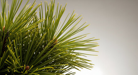 Close-Up of Pine Needles with a Soft Gray Background for a Natural Theme