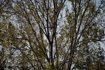 Branches and leaves of a tall tree against the sky in early autumn