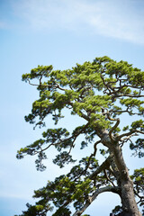tree on the sky background