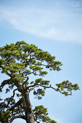 tree on the sky background