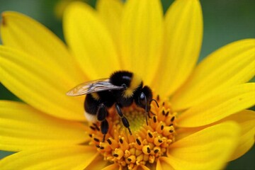 Macro shot of a bumblebee on a vibrant yellow flower in a garden, showcasing intricate details and natural beauty. A highly detailed macro photograph of a fuzzy bumblebee with visible wings and pollen