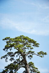 tree on the sky background