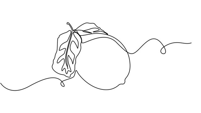 One line lemon animation. Continuous fruits and vegetables video. Natural, Self drawing simple animation of single continuous one line drawing of citrus fruit Lemon. Full length animation, Fresh lemon