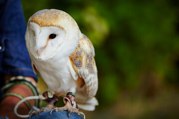 Owl in the outdoor park