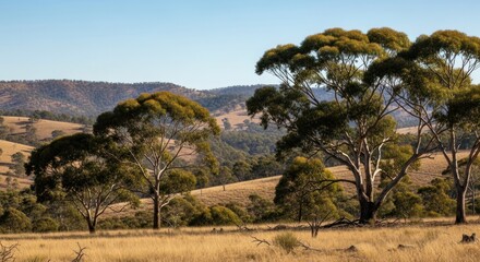 Two large eucalyptus trees with green foliage in a rural landscape with rolling hills and a clear blue sky.