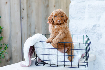golden doodle puppy