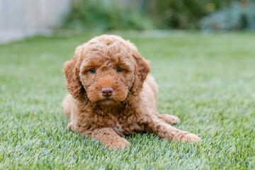 Fototapeta premium golden doodle
