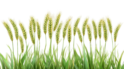 Green wheat plant showing fresh young spikes with natural agricultural texture and organic farm crop detail isolated on white background