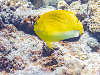 シテンヤッコ, Threespot Angelfish, Apolemichthys trimaculatus, キンチャクダイ科,
美しいサンゴ礁と熱帯魚の群れ。
嘉比島沖縄県
島尻郡慶良間諸島座間味島-2025
サンゴの産卵があり卵が漂う。沖縄本島から40km西方の諸島。30以上の島嶼群全体が国立公園に指定。珊瑚礁の青い海と白い砂浜は世界屈指の美。貴重な動植物が多数生息。
