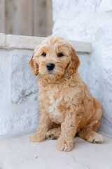 golden doodle