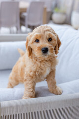 golden doodle