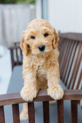 golden doodle