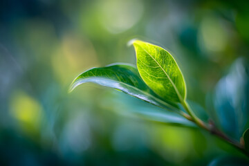 A close-up view of a fresh green leaf gently shaking in the wind