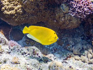 シテンヤッコ, Threespot Angelfish, Apolemichthys trimaculatus, キンチャクダイ科,
美しいサンゴ礁と熱帯魚の群れ。
嘉比島沖縄県
島尻郡慶良間諸島座間味島-2025
サンゴの産卵があり卵が漂う。沖縄本島から40km西方の諸島。30以上の島嶼群全体が国立公園に指定。珊瑚礁の青い海と白い砂浜は世界屈指の美。貴重な動植物が多数生息。
