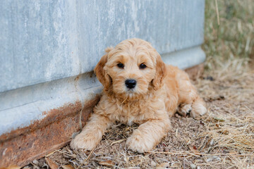 golden doodle