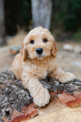 golden doodle