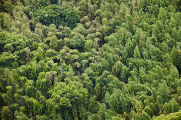 green trees in the mountains