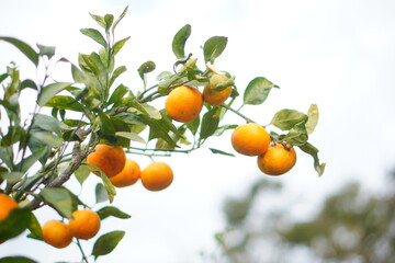 青空の下で実るみかんの枝　冬の味覚と自然の恵み