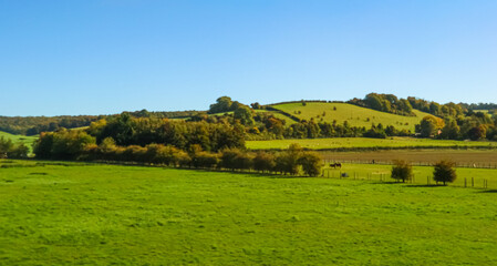Green rolling hills of countryside with horses grazing in pasture under clear blue sky on a sunny...