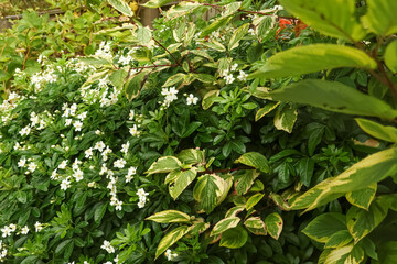 White flowers blooming among green and variegated leaves in a vibrant natural garden setting