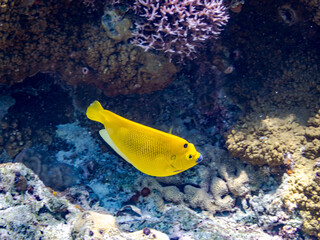 シテンヤッコ, Threespot Angelfish, Apolemichthys trimaculatus, キンチャクダイ科,
美しいサンゴ礁と熱帯魚の群れ。
嘉比島沖縄県
島尻郡慶良間諸島座間味島-2025
サンゴの産卵があり卵が漂う。沖縄本島から40km西方の諸島。30以上の島嶼群全体が国立公園に指定。珊瑚礁の青い海と白い砂浜は世界屈指の美。貴重な動植物が多数生息。
