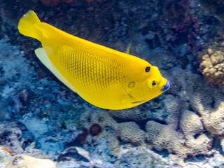 シテンヤッコ, Threespot Angelfish, Apolemichthys trimaculatus,...