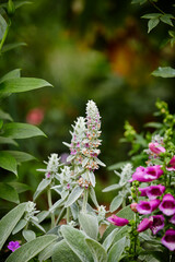 flowers in a garden, flowers