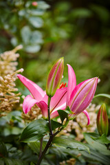 close up of pink lily flower