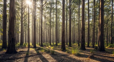 Fototapeta premium A serene forest scene with tall trees and sunlight filtering through, creating a peaceful atmosphere.