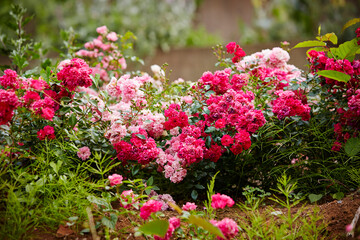 flowers in the garden