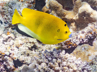 シテンヤッコ, Threespot Angelfish, Apolemichthys trimaculatus,...