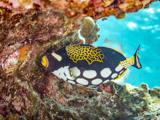 モンガラカワハギ, Clown triggerfish, Balistoides conspicillum, モンガラカワハギ科,
美しいサンゴ礁と熱帯魚の群れ。
嘉比島沖縄県
島尻郡慶良間諸島座間味島-2025
サンゴの産卵があり卵が漂う。沖縄本島から40km西方の諸島。30以上の島嶼群全体が国立公園に指定。珊瑚礁の青い海と白い砂浜は世界屈指の美。貴重な動植物が多数生息。
