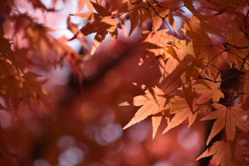 Maple leaves at their peak of autumn color - backlit watermark shot (telephoto zoom shot) / 紅葉の見頃となったもみじの葉～逆光での透かし撮り(望遠ズーム撮影)