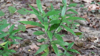 Young green sapling growing on forest floor with dry leaf litter in natural woodland