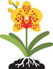 Vibrant yellow orchid flower plant blooming with exposed roots and buds isolated vector