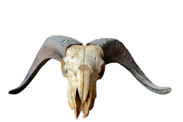 A detailed PNG image of a male sheep skull with large curved horns, isolated on a transparent background. The skull shows natural bone texture and realistic details, perfect for use in design.