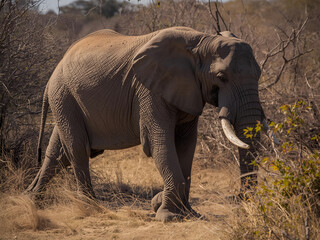 Fototapeta premium A large African elephant walks on a dry savannah with a backdrop of trees and a warm sky typical of the African continent.