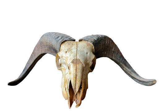 A detailed PNG image of a male sheep skull with large curved horns, isolated on a transparent background. The skull shows natural bone texture and realistic details, perfect for use in design. 
