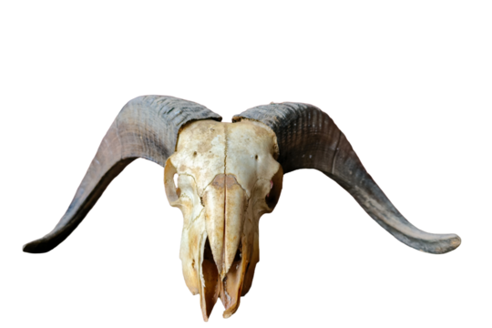 A detailed PNG image of a male sheep skull with large curved horns, isolated on a transparent background. The skull shows natural bone texture and realistic details, perfect for use in design. - Powered by Adobe