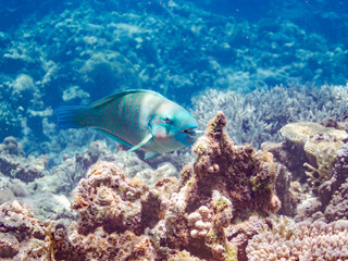 美しいヒブダイ, Blue-barred parrotfish, Scarus ghobban, ブダイ科,
美しいサンゴ礁と熱帯魚の群れ。
嘉比島沖縄県
島尻郡慶良間諸島座間味島-2025
サンゴの産卵があり卵が漂う。沖縄本島から40km西方の諸島。30以上の島嶼群全体が国立公園に指定。珊瑚礁の青い海と白い砂浜は世界屈指の美。貴重な動植物が多数生息。
