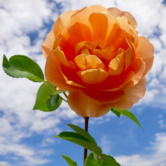 A beautiful orange rose in a sunny garden.