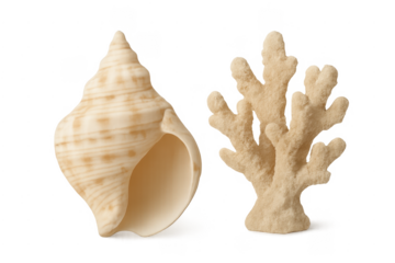 Seashell and coral representing marine life