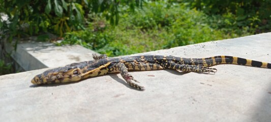 A reptile called a monitor lizard is black and yellow with a green leaf background. 