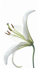 White flower with green stems against a pristine white background elegant white flower featuring vibrant green stems set against bright clean background