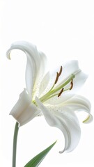 White flower with green leaves natural beauty beautiful white flower adorned with lush green leaves capturing nature s serene elegance