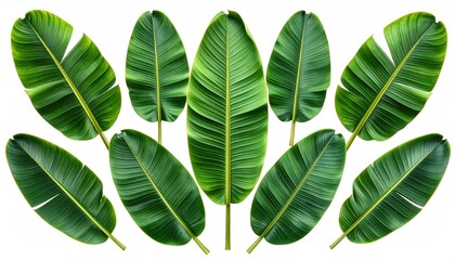Banana leaves isolated on white background fresh green banana leaves elegantly presented isolated against clean white background for design