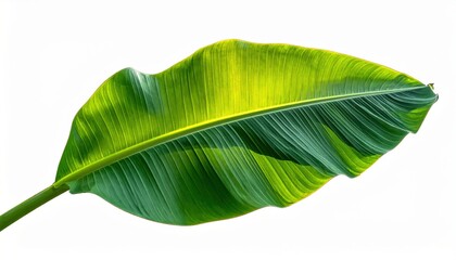 Tropical banana leaf isolated on white single large tropical banana leaf presented against bright white backdrop showcasing natural beauty